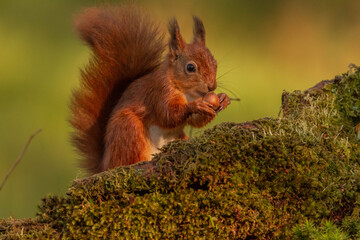 Red Squirrel (Sciurus vulgaris),Scotland