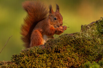 Naklejka na ściany i meble Red Squirrel (Sciurus vulgaris),Scotland