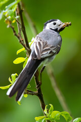 Bachstelze (Motacilla alba) mit Beute im Schnabel, Müritz, Deutschland, Europa