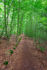 long way through the forest high up the mountain