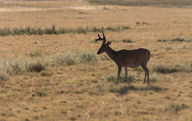 Whitetail Deer Buck in Summer