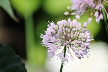 close up of a purple flower