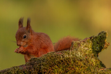 Red Squirrel (Sciurus vulgaris),Scotland