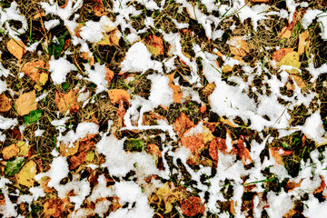 snow on green and yellow leaves