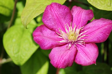 pink hibiscus flower
