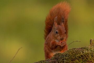 Red Squirrel (Sciurus vulgaris),Scotland