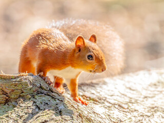 Red Squirrel (Sciurus vulgaris),Scotland