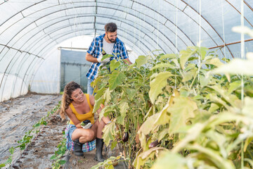 Young satisfied family couple standing in the greenhouse and looking at the vegetables they planted as small business and turning to the healthy and natural growing organic food