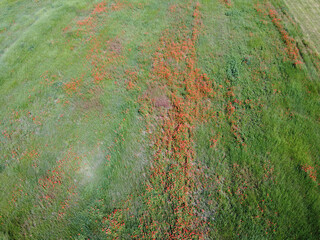 Many poppies bloom in the field on a sunny day, aerial view.