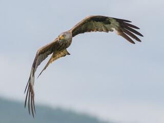 Red Kite in flight (Milvus Milvus)