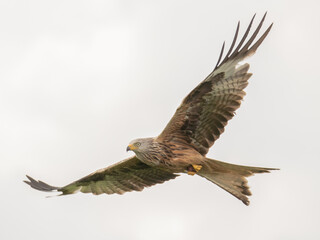 Red Kite in flight (Milvus Milvus)