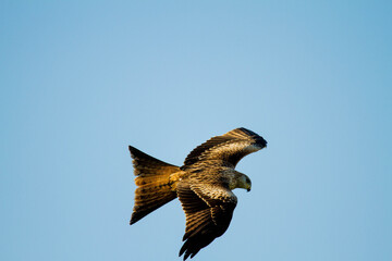 Red Kite in flight (Milvus Milvus)