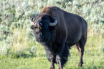 Smiling Bison