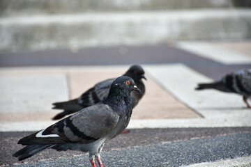 pigeons on the street