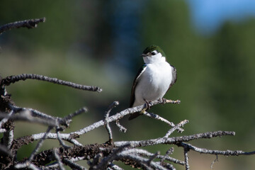 Green Violet Swallow