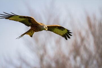 Red Kite in flight (Milvus Milvus)