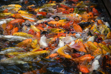 koi fish in the pond