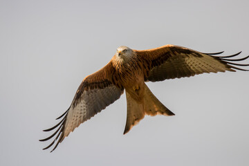 Red Kite in flight (Milvus Milvus)