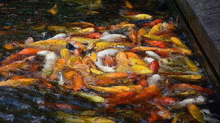 koi fish in the pond