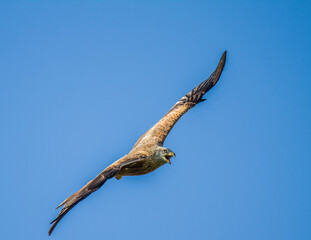Obraz premium Red Kite in flight (Milvus Milvus)
