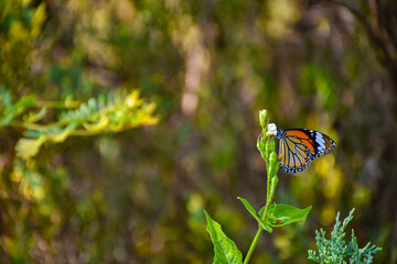butterfly on a flower