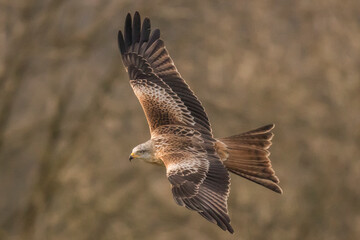 Red Kite in flight (Milvus Milvus)