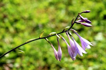 pink and yellow flower