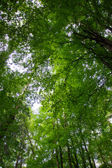 view up into the trees direction sky