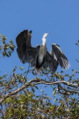 Grey Heron in tree, Kushiro, Hokkaido, Japan