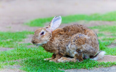 Beauty rabbit at zoo