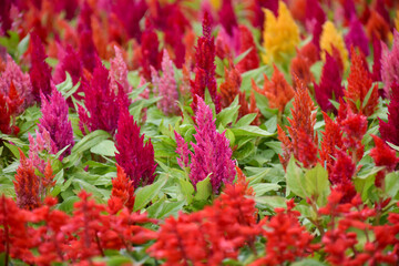 red flowers in the garden