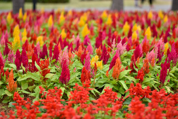 red tulips in the garden