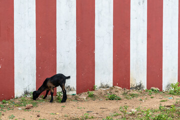 A goat grazing outside the red, striped walls of an ancient temple in Tamil Nadu