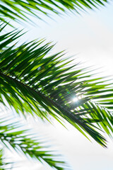Obraz na płótnie Canvas Leaves of palm tree again blue sky background