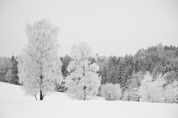 Birken Bäume im Winter
