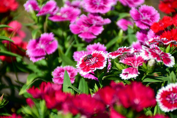 pink flowers in the garden