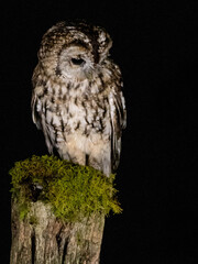 Tawny Owl (Strix aluco) Perched at night