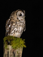 Tawny Owl (Strix aluco) Perched at night