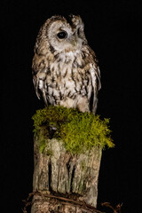 Tawny Owl (Strix aluco) Perched at night