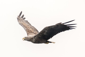 White Tailed Eagle (Haliaeetus albicilla), in flight, Scotland, UK