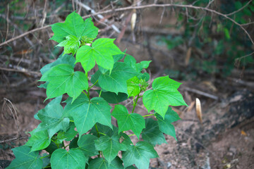 Fototapeta premium green leaves in a forest