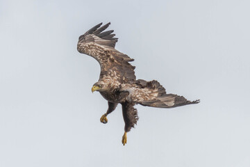 White Tailed Eagle (Haliaeetus albicilla), in flight, Scotland, UK