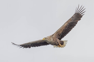 White Tailed Eagle (Haliaeetus albicilla), in flight, Scotland, UK