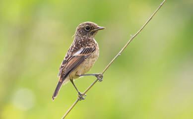 European stonechat, Saxicola rubicola. Young bird sits on a thin twig