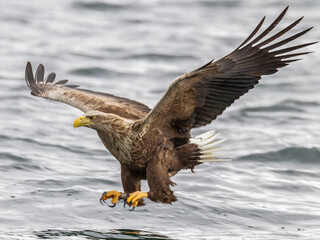 White Tailed Eagle (Haliaeetus albicilla), in flight, Scotland, UK