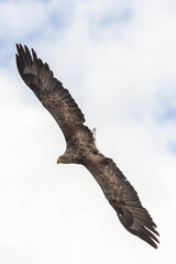 Fototapeta na wymiar White Tailed Eagle (Haliaeetus albicilla), in flight, Scotland, UK