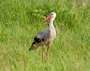 White stork, Ciconia ciconia. On a May morning, a bird walks through the meadow in search of food