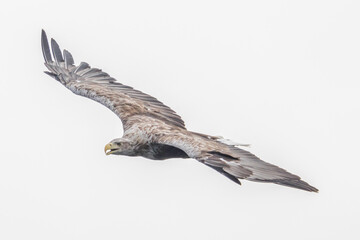 White Tailed Eagle (Haliaeetus albicilla), in flight, Scotland, UK