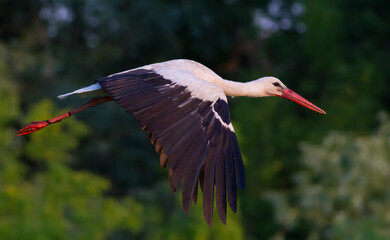Obraz premium White stork, Ciconia ciconia. Early morning, the bird flies low over the meadow.