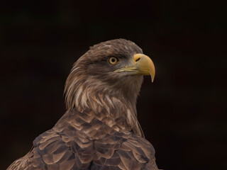 White Tailed Eagle (Haliaeetus albicilla)